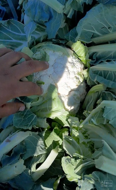 فروش گل کلم