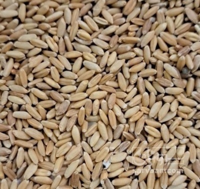 فروش گندم