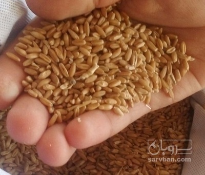 فروش گندم