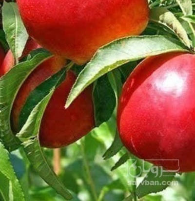 فروش شلیل