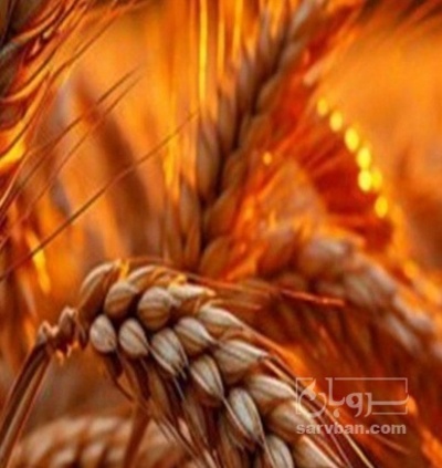فروش گندم