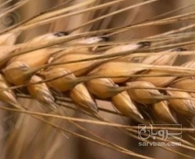 فروش گندم