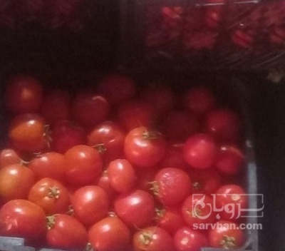 فروش گوجه فرنگی