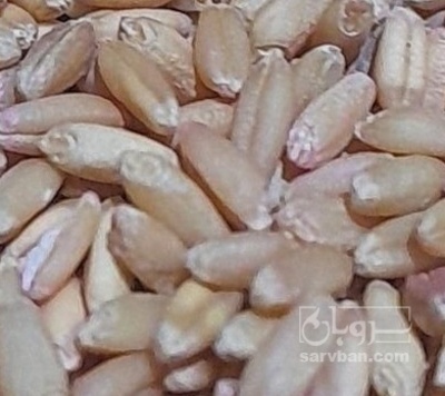 فروش گندم