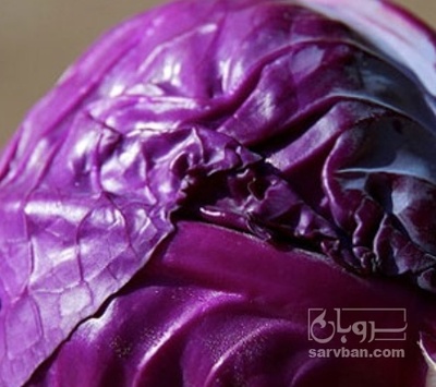 فروش کلم برگی بنفش