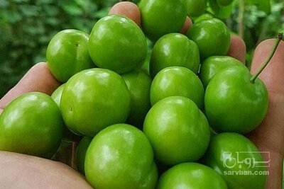 فروش گوجه سبز