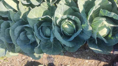 فروش کلم  سفید