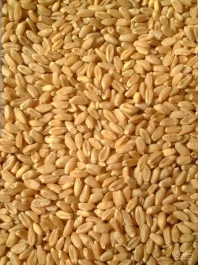 فروش گندم