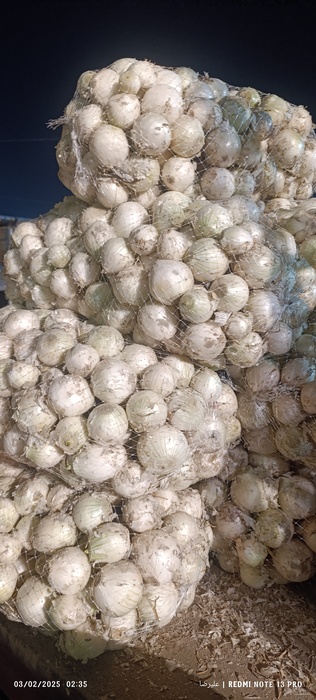 فروش پیازسفید