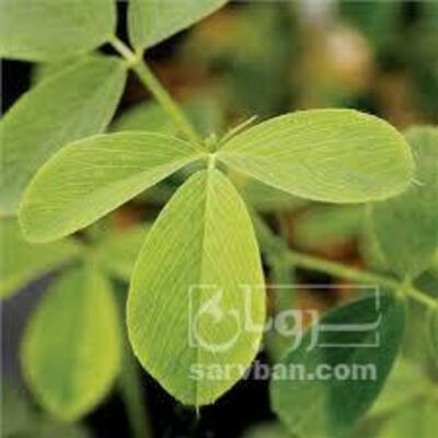 فروش یونجه