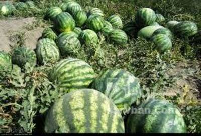 فروش هندوانه