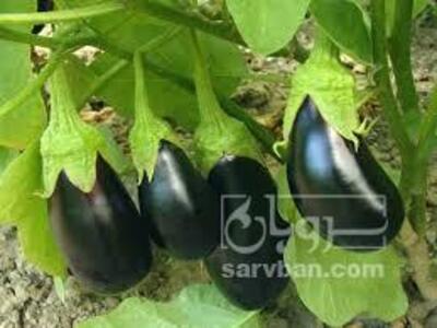 فروش بادمجان