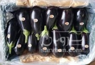 فروش بادمجان لامپی