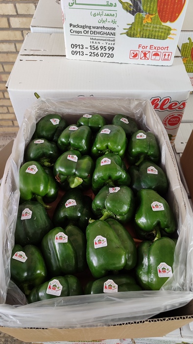 فروش فلفل دلمه ای سبز