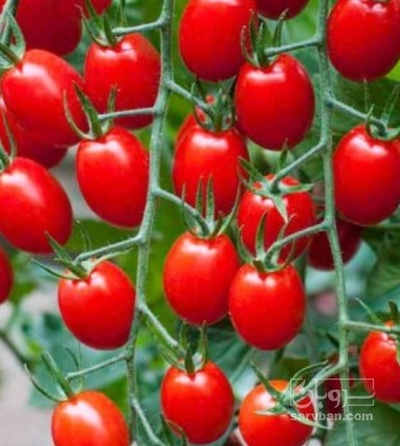 فروش گوجه فرنگی زیتونی