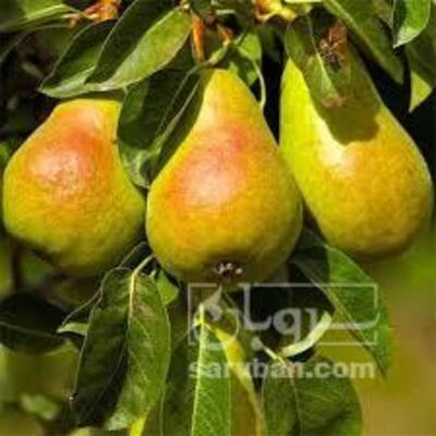 فروش گلابی