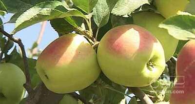 فروش سیب گلاب