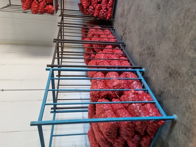 فروش پیازقرمز