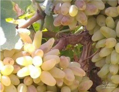 فروش انگور