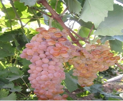 فروش انگور