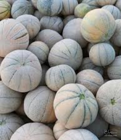 فروش طالبی