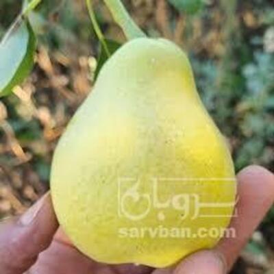 فروش نهال گلابی