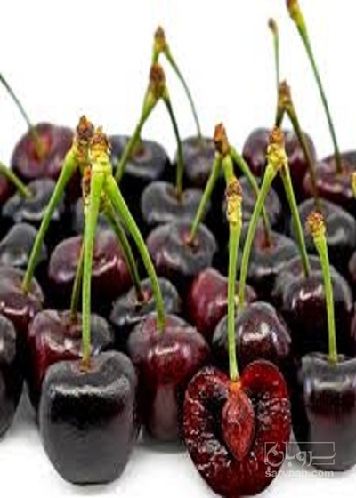 فروش نهال گیلاس