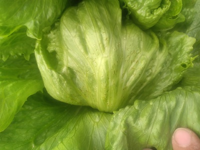 فروش کاهو ایسبرگ - آیسبرگ