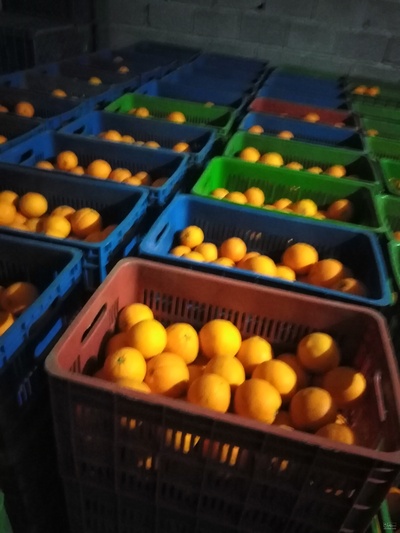 فروش پرتقال