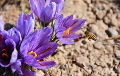 فروش زعفران (گیاه‌ دارویی)