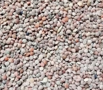 فروش عدس ریز محلی