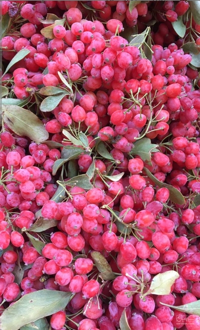 فروش زرشک ( ادویه) (گیاه‌ دارویی)