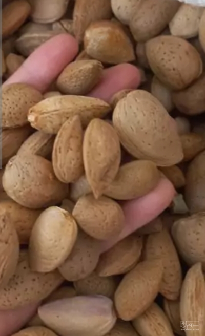 فروش بادام