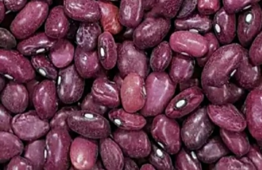 فروش لوبیا قرمز
