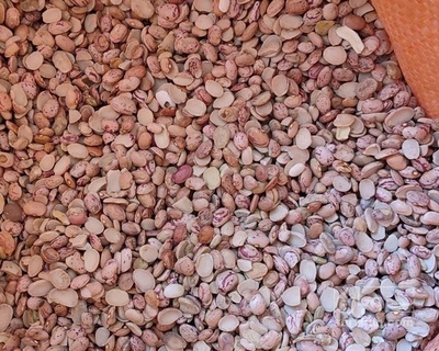 فروش لوبیا چیتی آشی