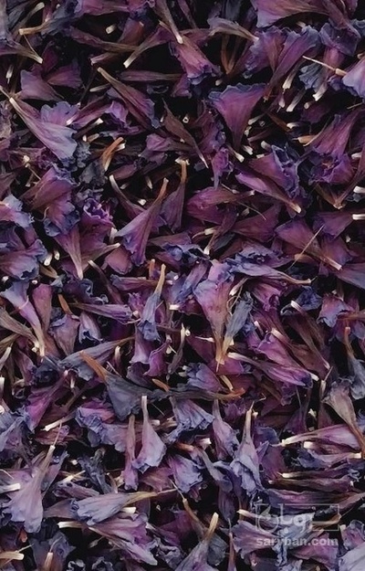 فروش گل گاو زبان - گاوزبان (گیاه‌ دارویی)