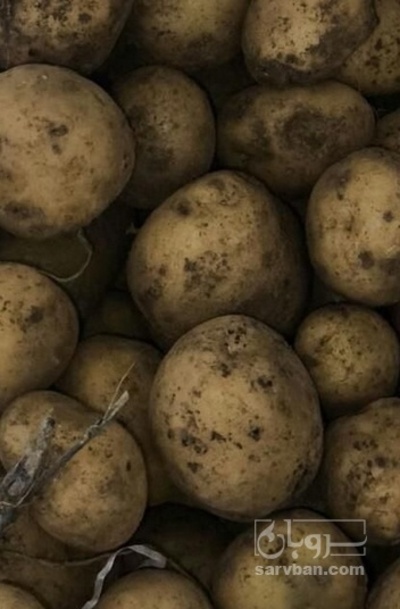 فروش سیب زمینی سانتا بذری