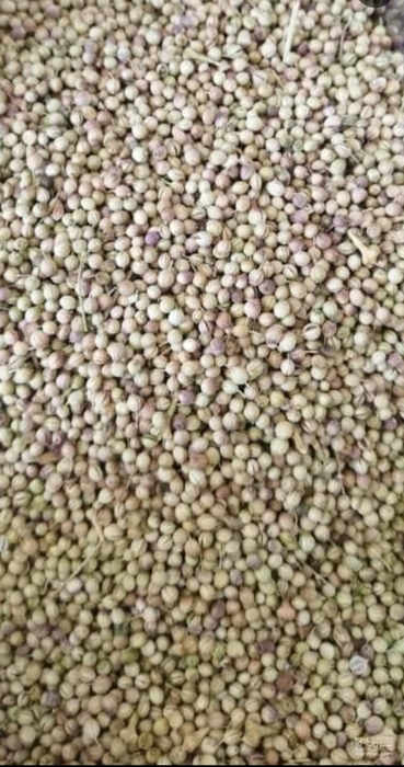 فروش تخم گشنیز (گیاه‌ دارویی)