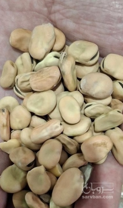 فروش باقلا خشک