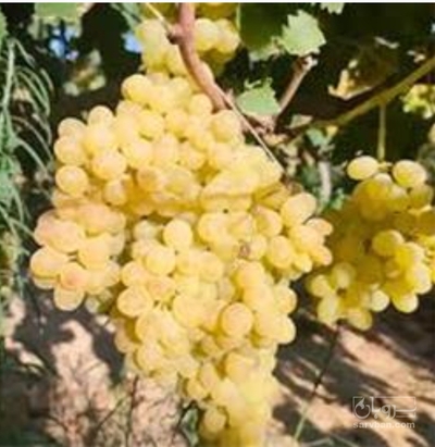 فروش انگورزرد