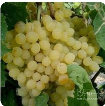 فروش انگور