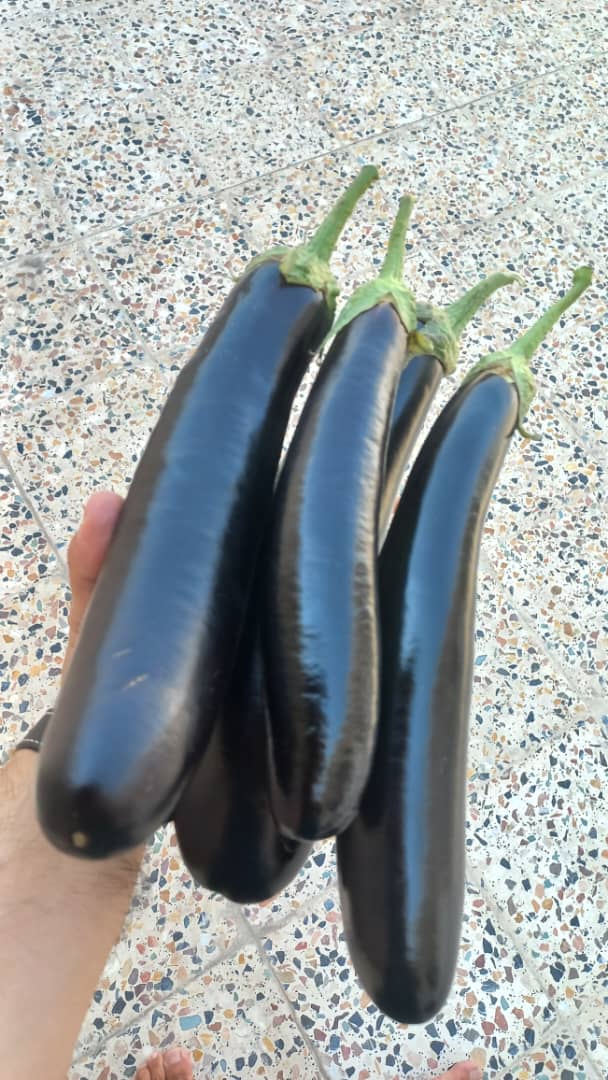 فروش بادمجان