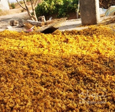 فروش کشمش انگوری زرد