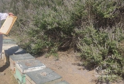 فروش عسل ترنجبین