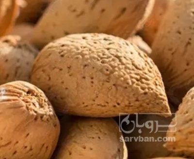 فروش درختی بادام