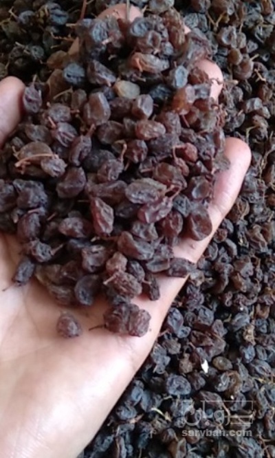 فروش کشمش پلویی قهوه ایی پاک نشده