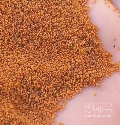 فروش خاکشیر (گیاه‌ دارویی)