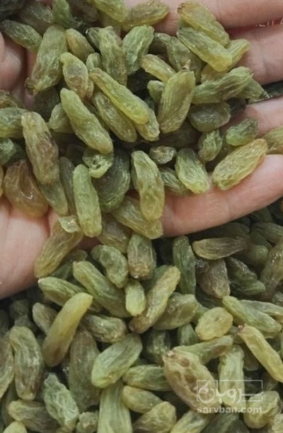 فروش کشمش سبز قلمی