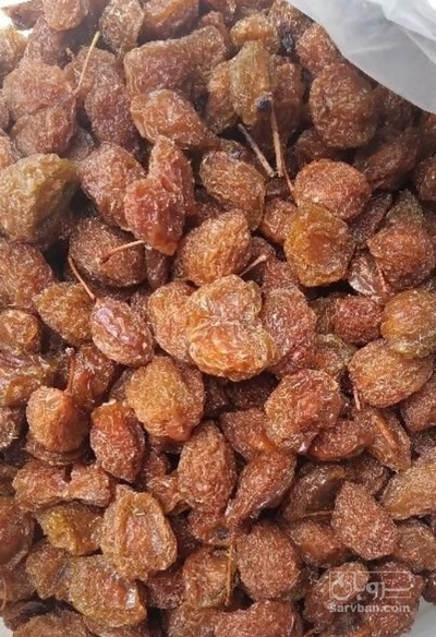 فروش آلو بخارا