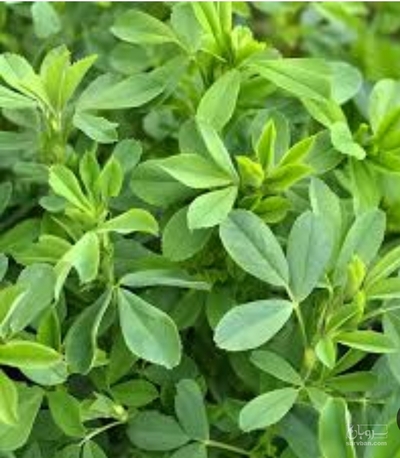 فروش یونجه
